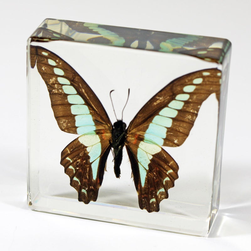 REALBUG Common Blue Bottle Butterfly Paperweight(3 x 3 x 1) - Image 4